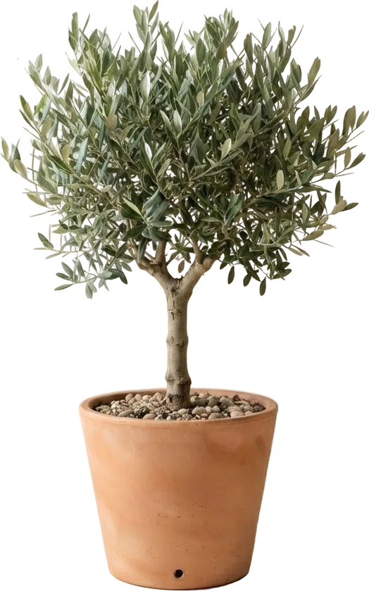 الأشجار والشجيرات