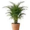 نخلة أريكا