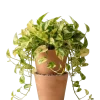 بوتس ذهبي