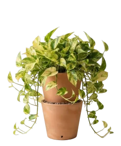 بوتس ذهبي